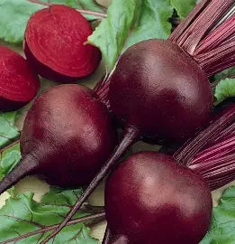 Beetroot Early wonder